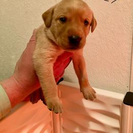 Black - Yellow male Labrador Retriever puppy in Newaygo, Michigan from Royal Oak Gundogs