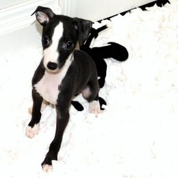 Amira Male 2 - Seal male Italian Greyhound puppy in Sparta, Tennessee from Summerwind Kennel