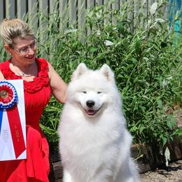 Samoyeds from Snowbright
