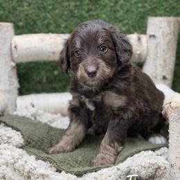Frog - Tri-color male Bernedoodle puppy in Williamson, New York from Lakeside Doodles