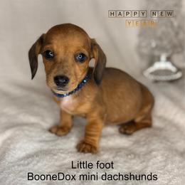 Little foot - Dapple male Dachshund puppy in Lexington, Oklahoma from BooneDox Miniature Dachshunds