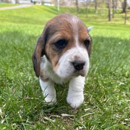 Hershey - Black tan and white female Beagle puppy in St. Cloud, Minnesota from Beagle Blessings
