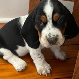 "Female Purple Collar" Basset Hound Puppies from Hounds of Fredville