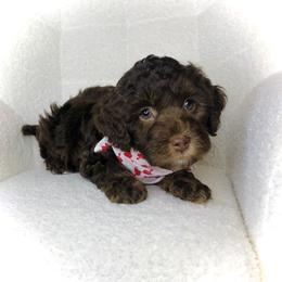 Bless - Brown and tan male Cockapoo puppy in Hermiston, Oregon from Columbia River Cockapoos