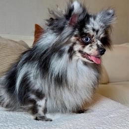 Spayed Female - Blue female Pomeranian puppy in Hampton, Virginia from Hearts Of Love