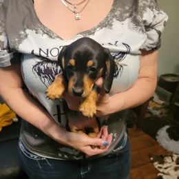 Dachshund Puppies from Dawny's doggies