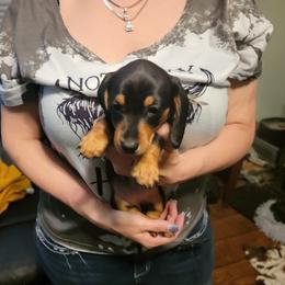 Dachshund Puppies from Dawny's doggies