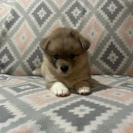 Boy 2 - Chocolate male Pomsky puppy in Harpers Ferry, West Virginia from Brandie Kelley