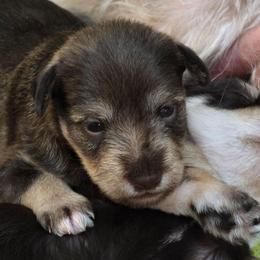 Opal - Liver female Miniature Schnauzer puppy in Fredericksburg, Virginia from Liver Legends