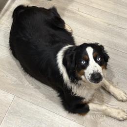 Dixi - Miniature Australian Shepherd