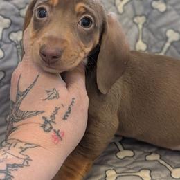 Izzy - Chocolate and tan female Dachshund puppy in Barnard, Missouri from KB Doxies