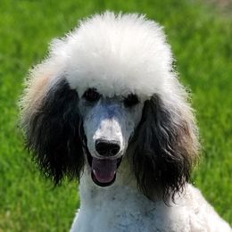 Addy - Poodle