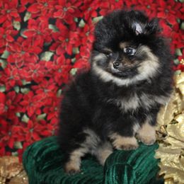 SCOUT - Black and tan male Pomeranian puppy in Memphis, Michigan from Magix'z Pomeranians