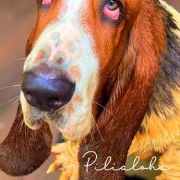 PiliAloha(clinging love) - White black and red male Basset Hound puppy in Honolulu, Hawaii from Sun’Hawaii Basset Hound