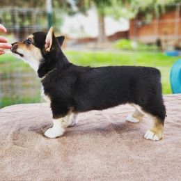 Pembroke Welsh Corgi Puppies from O-Joy Pembroke Welsh Corgis
