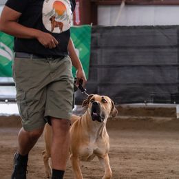 Boerboels from On The Peak Boerboel