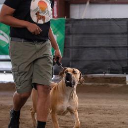 Boerboels from On The Peak Boerboel