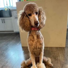 Luna - Poodle