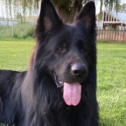 Dublin - German Shepherd