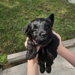 Poodle and Scottish Terrier Puppies from Conundrums Kennels