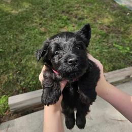 Poodle and Scottish Terrier Puppies from Conundrums Kennels