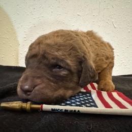 Red Boy - Sedge male Chesapeake Bay Retriever puppy in Lewiston, Utah from Bellus Chesapeakes