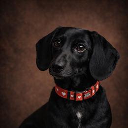 Ruger - Dachshund