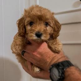 Little Boy Blue (Mother Goose Nursery Rhyme litter) - Red  male Goldendoodle puppy in Hopkins County, Texas from Boutique Doodles