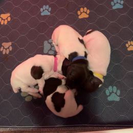 German Shorthaired Pointer Puppies from Mill Creek GSP