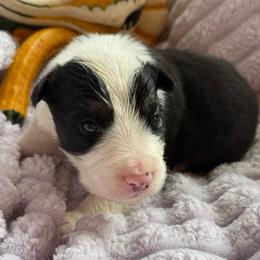 Zorro - Black and white male Border Collie puppy in Mckinney, Texas from Border Collies of Ruidoso
