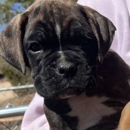 Brindle male (blue collar) - Brindle Boxer puppy in Mooresboro, North Carolina from Echo Hollow Kennels Boxers and Boarding LLC