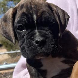 Brindle male (blue collar) - Brindle Boxer puppy in Mooresboro, North Carolina from Echo Hollow Kennels Boxers and Boarding LLC