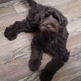 Goldendoodle Puppies from McMoniDoodles