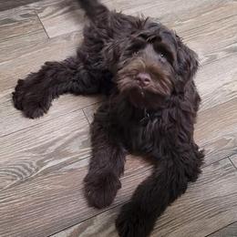 Goldendoodle Puppies from McMoniDoodles