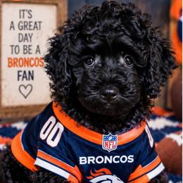 Bronco - Black male Goldendoodle puppy in Cordova, Tennessee from TrueLine kennels