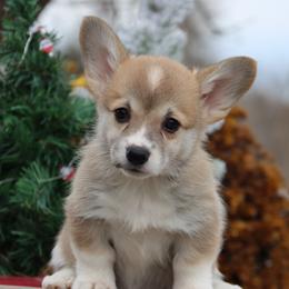 Guppy - Red female Pembroke Welsh Corgi puppy in Pollock, Missouri from Northstar