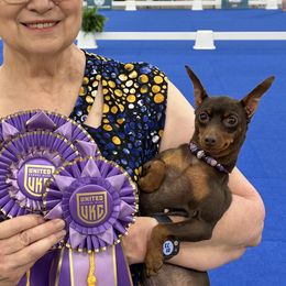 Hazel - Miniature Pinscher