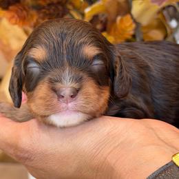 November - Tri-color male Cavapoo puppy in Yuciapa, California from AlltheDoodlez_