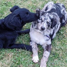 Australian Shepherd Puppies from Diamond Aussies N the Rough