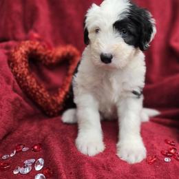Clark - Gray and white male Old English Sheepdog puppy in Sutherlin, Oregon from Sapphire Eyes Sheepdogs