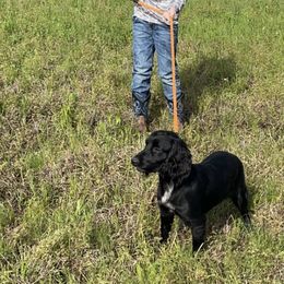 Basset Hounds, Boykin Spaniels, English Cocker Spaniels, and Labrador Retrievers from PARK’s Family Farm