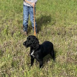 Basset Hounds, Boykin Spaniels, English Cocker Spaniels, and Labrador Retrievers from PARK’s Family Farm