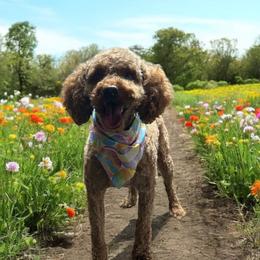 Assorted Doodle Crosses Puppies from Hippdoodranch