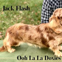 Jack flash - Dachshund