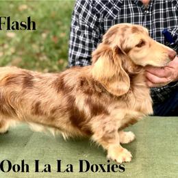 Jack flash - Dachshund