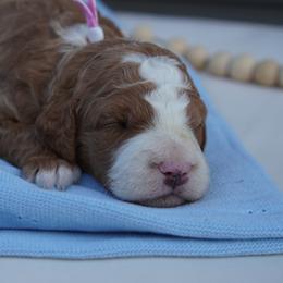 Stitch - Cream male Goldendoodle puppy in Lancaster, Pennsylvania from Henriquez Puppies