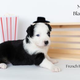 French Fry - Black tri male Miniature Australian Shepherd puppy in Wooster, Ohio from Kari's Mini Aussies