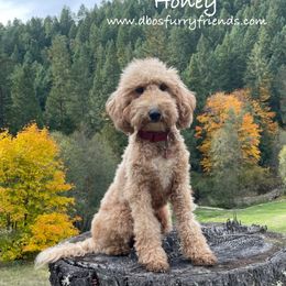 Honey - Goldendoodle
