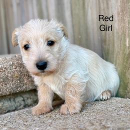 Mulan (red) - Wheaten female Scottish Terrier puppy in Chattanooga, Oklahoma from Lottie Dottie Scottie’s and Papillons