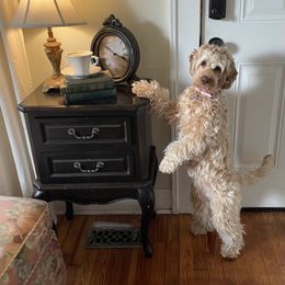 Duchess - Australian Labradoodle
